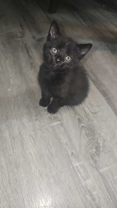 chaton 3 mois disponible un MÂLE , View more