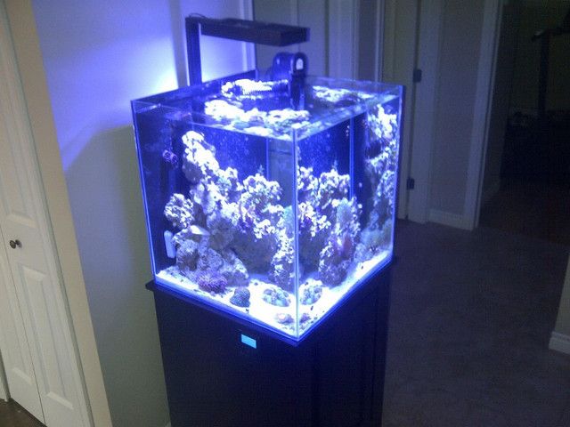 60 gal cube aquarium with sump and stand | Accessories | Saint John | Kijiji