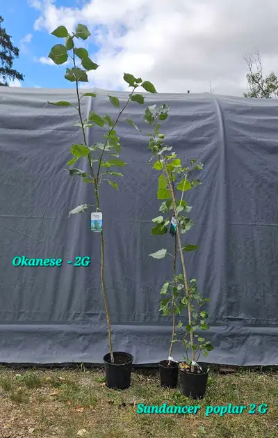 Okanese Poplar trees  for sale, View more