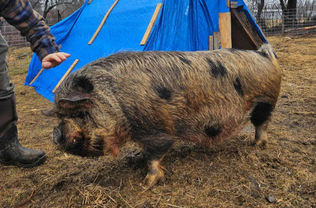 Purebred registered kunekune boar in Livestock in Fredericton - Image 2