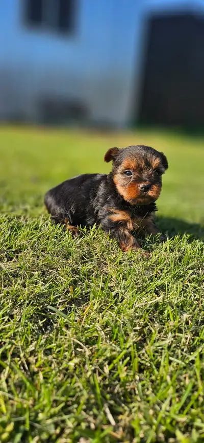 Yorkie puppies , View more