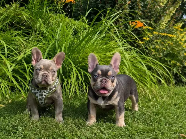 Rare CKC  French Bulldogs in Dogs & Puppies for Rehoming in North Shore - Image 8