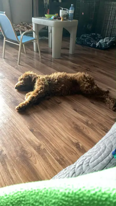 Looking for home, View more