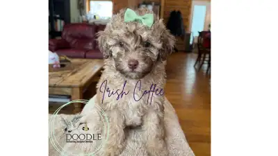 Warm Your Home With Love — Mini Poodles Ready for Adoption., View more