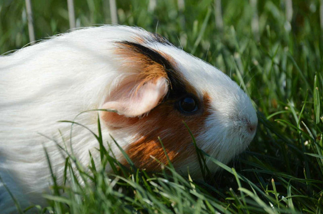female guinea pig in Small Animals for Rehoming in Abbotsford - Image 3