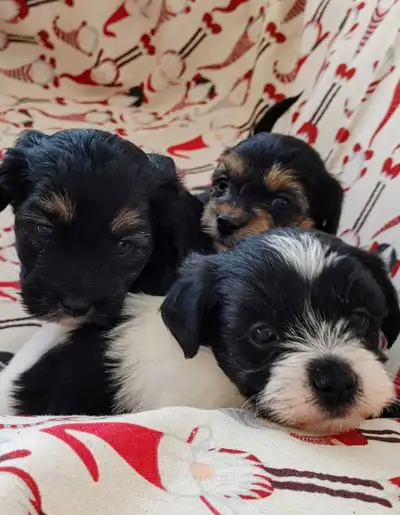 Yorkiepoo pups in time for Christmas, View more
