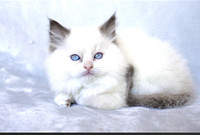 Adorable Purebred Ragdoll Kittens 