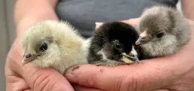 BBS Ameraucana Chicks, View more
