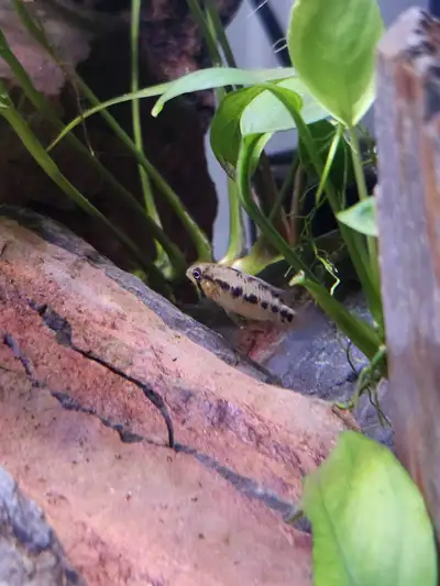 Female Apistogramma Hongsloi, View more
