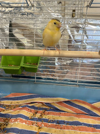 Hi everyone I’m selling my 2 month old canary for sell 