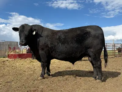 Purebred Black Angus Bull, View more