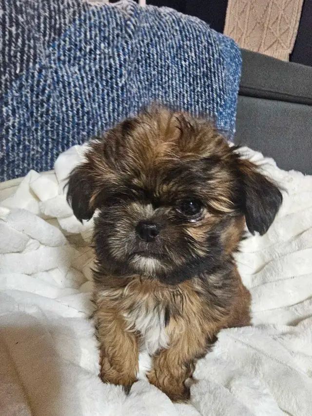 chiot shih tzu  male miniatures in Dogs & Puppies for Rehoming in Laurentides - Image 6
