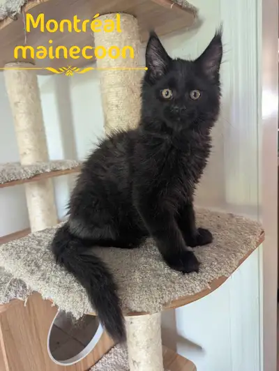 Maine Coon pure race , View more