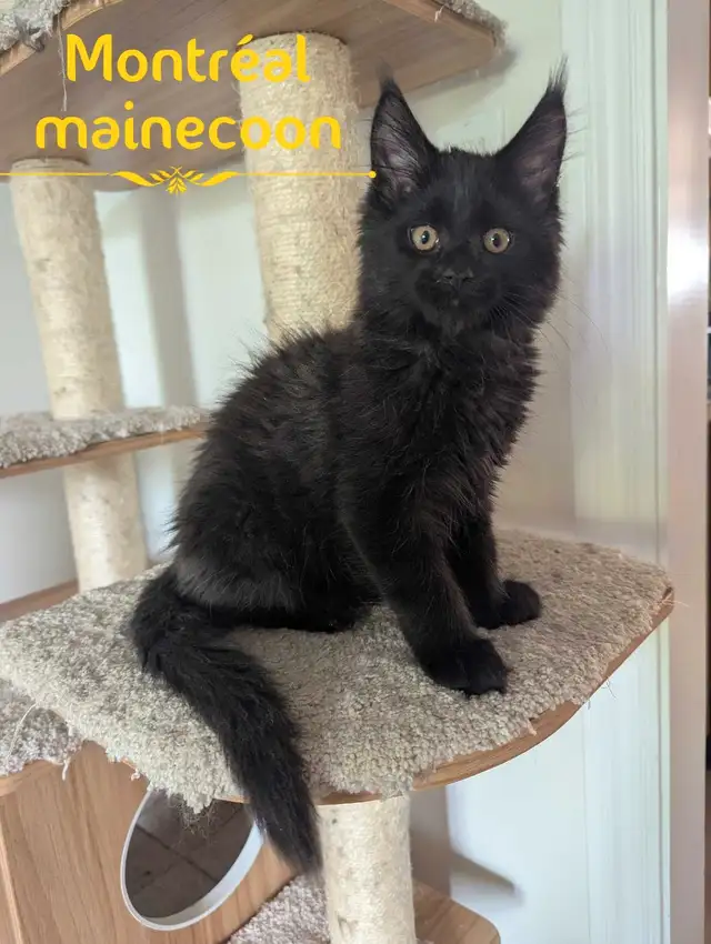 Maine Coon pure race in Cats & Kittens for Rehoming in City of Montréal - Image 3