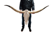 Cow / bull skull / cowhides