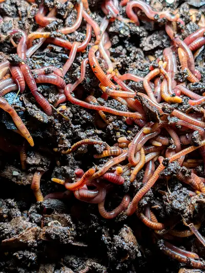 Red Wigglers Vermicomposting Worms, View more