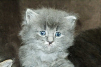 ADORABLE LONGHAIRED KITTENS AVAILABLE!!