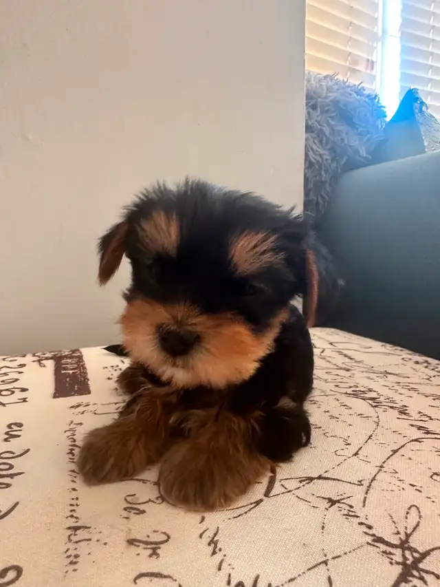 Purebred Yorkie puppies - SOLD in Dogs & Puppies for Rehoming in City of Toronto - Image 5