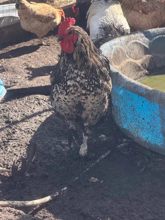 3 Roosters in Livestock in Edmonton - Image 3