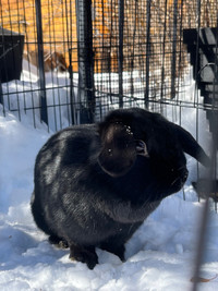 Purebred Mini Lop Female Rescue Rabbit 