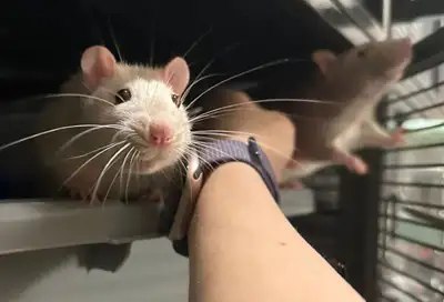 Friendly pairs of rats wanting loving homes, View more