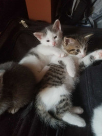 Kittens looking for a home
