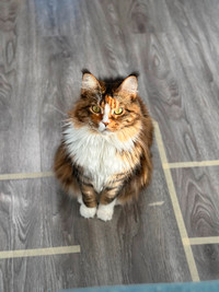 2 year old Mainecoon for rehoming