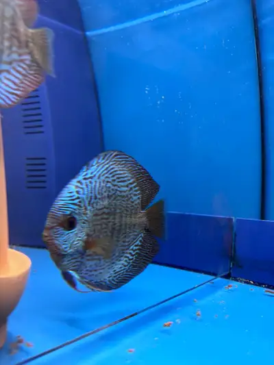 discus fish breeding pair, View more