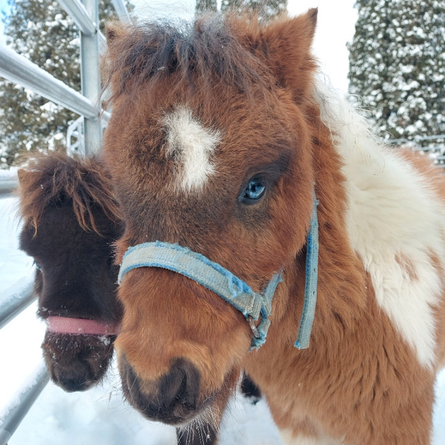 Couple de chevaux miniatures adorable pour zoothérapie ou autre dans Autres animaux à adopter  à Drummondville - Image 2