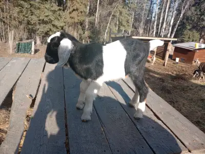 Baby dairy goat buck, View more