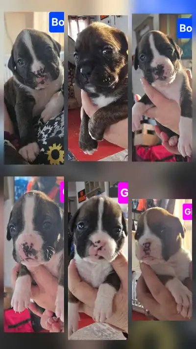 Boxer Puppys, View more