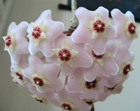 Hoya Carnosa, star shaped flowers (Reduced Price)
