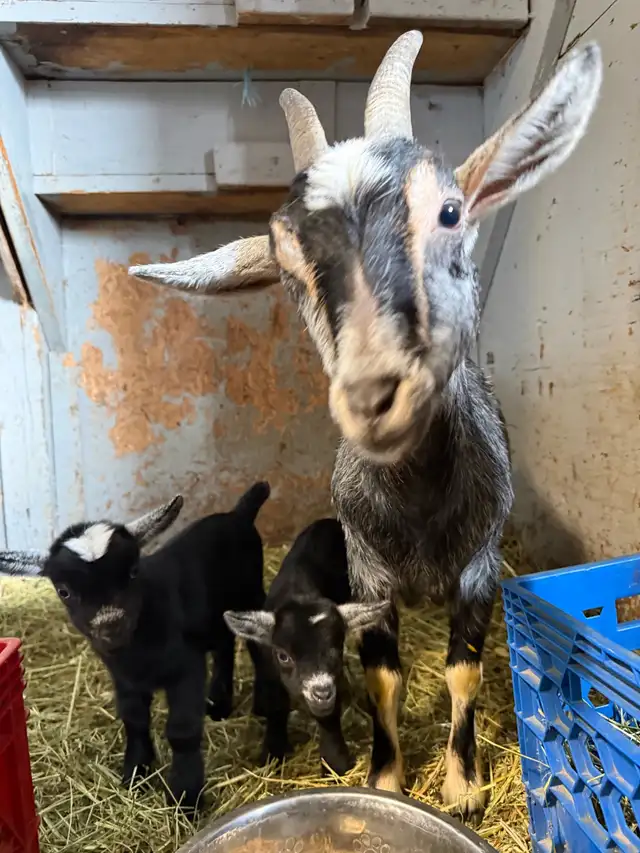 Bébé mâle chèvre miniature à vendre in Livestock in Longueuil / South Shore - Image 6