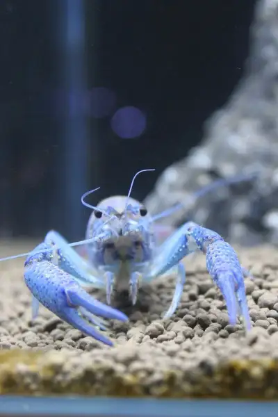 Marbled Crayfish - Écrevisse marbrée, View more