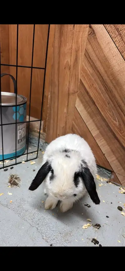 lapin nain bélier à donner, View more