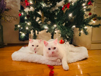 Pair of beautiful white Kittens