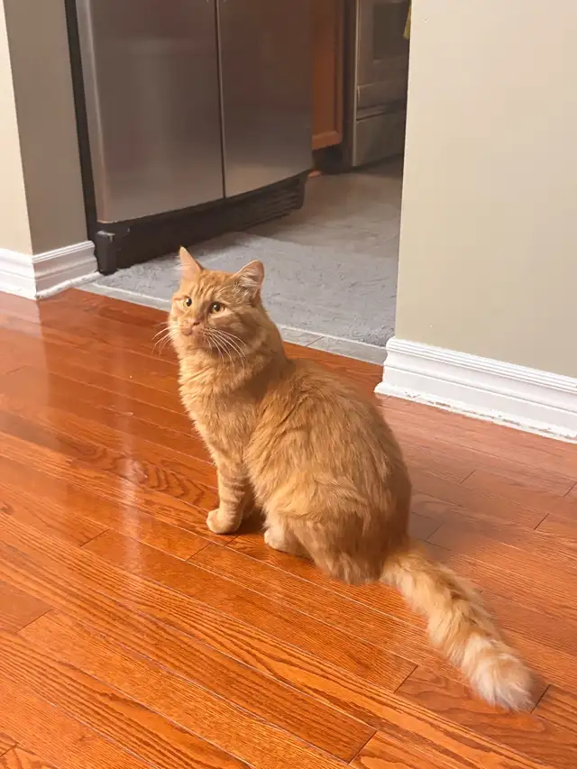 lost male orange cat found606841972730767361
