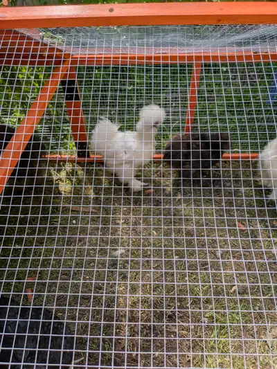 Silkie Rooster, View more
