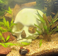 Fish tank accessories from 75 gallon (no tank just accessories)
