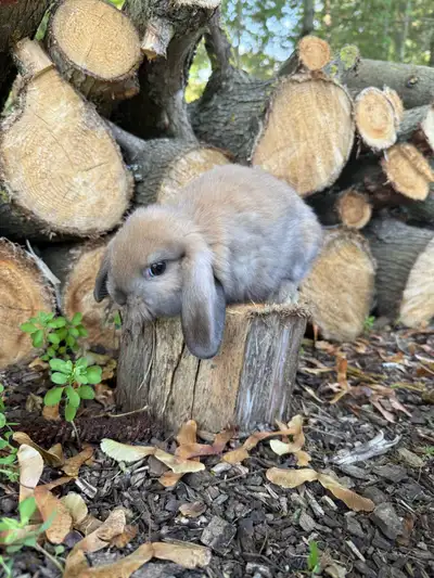 holland lop, View more