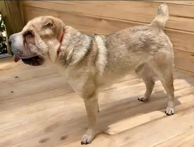 Sable Merle Male Shar-Pei, View more