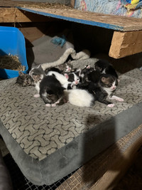 Free Barn Kittens-read description!