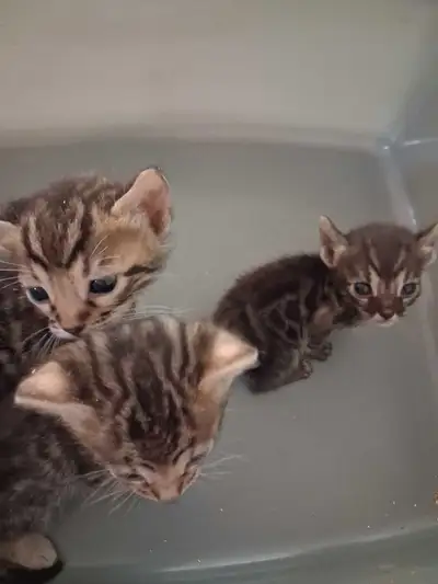 chaton bengal pure race , View more