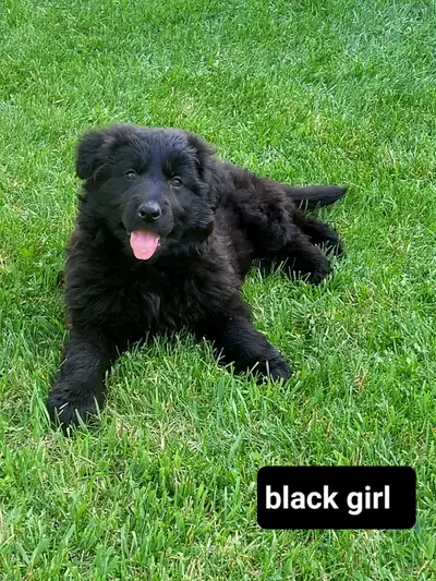 CKC Registered German Shepherd Puppies, View more