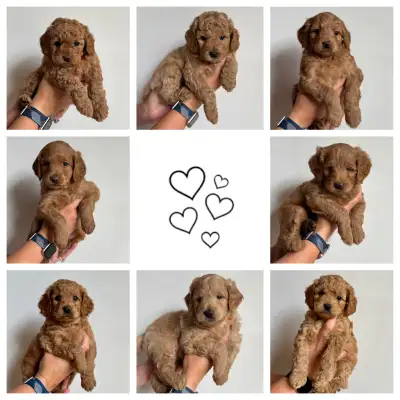 Multigen- Mini Golden Doodles * Health & DNA Tested, 12lb-25lb*, View more