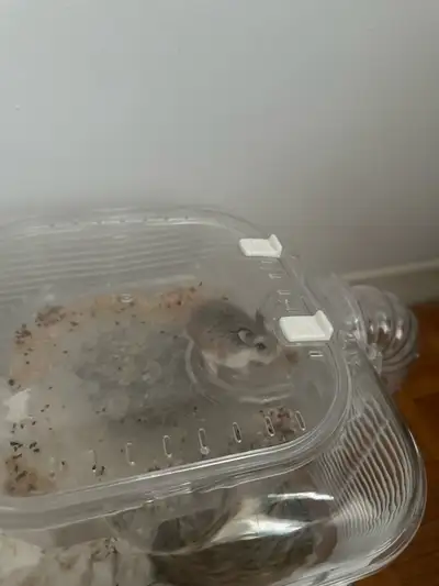 Roborovski Dwarf Hamster, View more