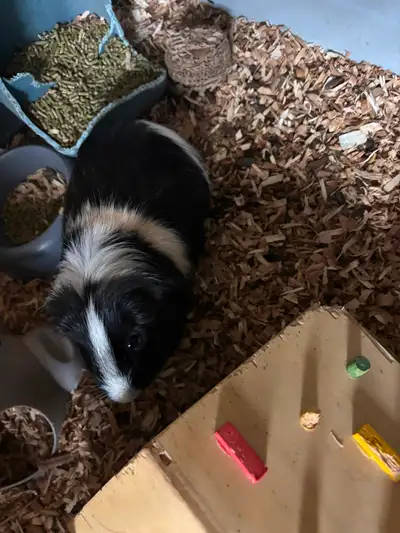 Guinea pigs for rehoming, View more