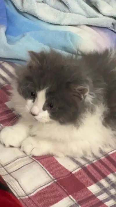 little cats , View more