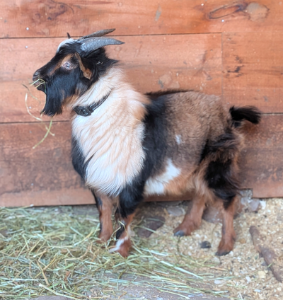 1 yo Nigerian Dwarf buck for sale, View more