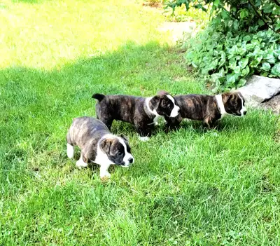 Boston Terrier Welsh Corgi cross puppies, View more